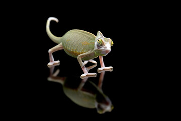 Baby High Pied Veiled Chameleon and its reflection.