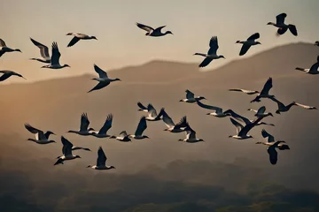Fotobehang flock of seagulls © Khan