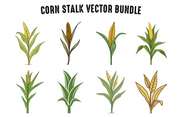 Corn Stalks Vector illustration Bundle, Set of Stem and grains of corn tree on a white background