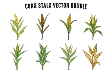 Foto op Canvas Corn Stalks Vector illustration Bundle, Set of Stem and grains of corn tree on a white background © GFX Expert Team