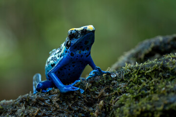 The Dyeing Poison Dart Frog (Dendrobates tinctorius).