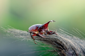 Side view of Rhinoceros beetle (Dynastinae) animal closeup (kumbang badak) 