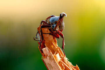 Front view of Rhinoceros beetle (Dynastinae) animal closeup (kumbang badak) 