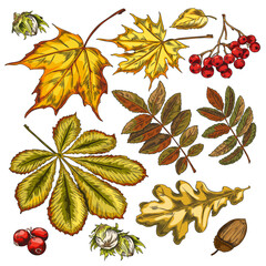 Autumn forest hand drawn decor elements: leaves, berries, nuts, acorn.