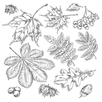 Autumn vector engraved hand drawn set with leaves, rowanberry, hazelnuts and acorns, fallen oak, maple, chestnut leaf