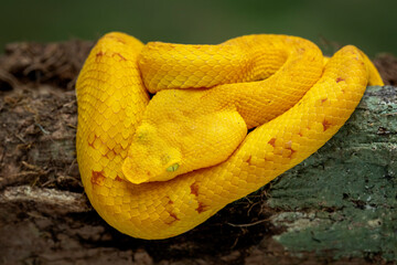 Flat Nose Pit Viper (Craspedocephalus puniceus) is a venomous pit viper endemic to Southeast Asia. 