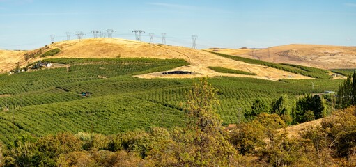 Panaramic overview of fruit tree orchard in Eastern Oregon