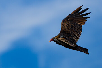 Suprising colorful Turkey Vulture in Flight