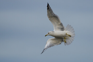 Fototapeta na wymiar Ring-Billed Gull in-flight in blue skies