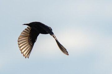 European Starling flight feather illuminated by sunlight