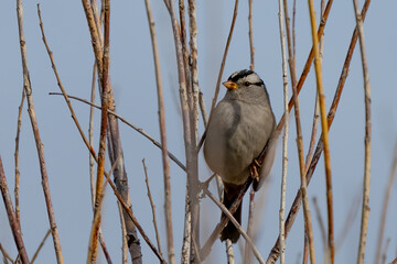 White-Crowned Sparrow looking very regal