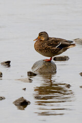 Contented Mallard Hen on a rock reflected in a pond