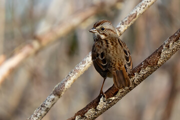 Song Sparrow looking over his shoulder