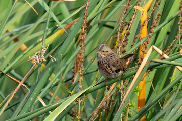 Lincoln's Sparrow in marsh cattails