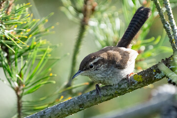 Bewick's Wren looking unhappy with intruder