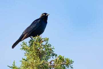 Yellow eyes shine on Brewer's Blackbird on a Fir Tree