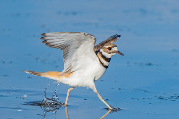 Close-up of killdeer on marshy pond edge
