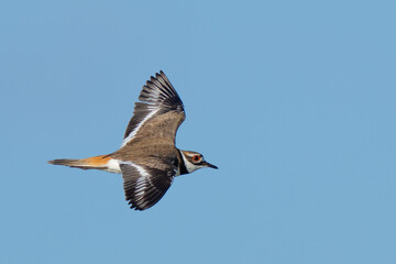 Close-up of killdeer in flight through blue sky
