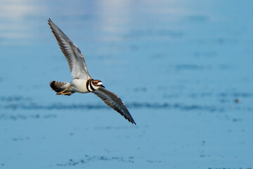 Close-up of killdeer in flight over blue marsh pond