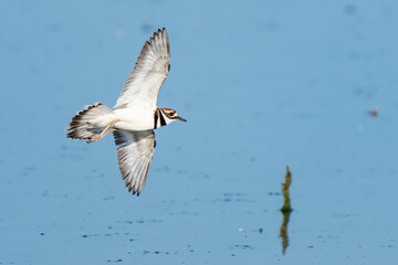 Close-up of killdeer in flight over blue marsh pond