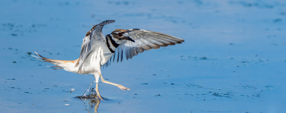 Close-up of killdeer on marshy pond edge