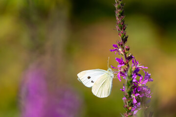 White Cabbage Butterfly on Purple Loosestrife