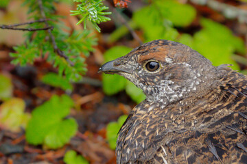Sooty Grouse Portrait in Fall Colors