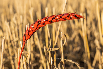 Ears of corn in a wheat field. Red spikelets of wheat in the field. Grain transaction concept....
