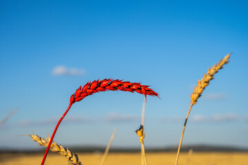 Ears of corn in a wheat field. Red spikelets of wheat in the field. Grain transaction concept....