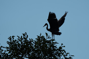 Great Blue Heron silhouetted in a tree at sunset