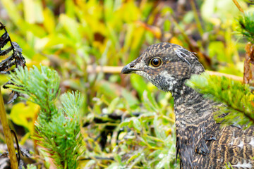 Sooty Grouse Portrait in Fall Colors
