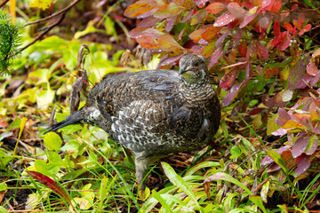 Sooty Grouse Portrait in Fall Colors