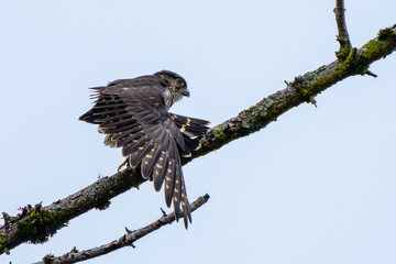 Merlin Falcon stretches a wing overhead