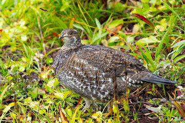 Sooty Grouse Portrait in Fall Colors