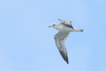 Short-Billed gull in flight in a pale sky