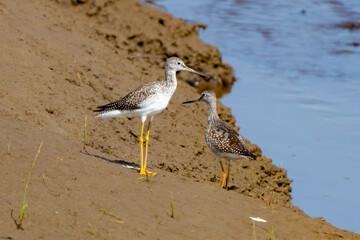 Greater Yellowlegs shorebird on a marsh mudflat