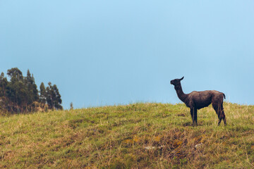 Majestic black llama: loneliness in the plains
