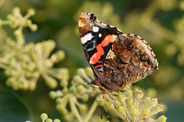 Closeup on a red admiral butterfly, Vanessa atalanta feeding on a blossoming European evergreen ivy