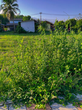 bushes in the field