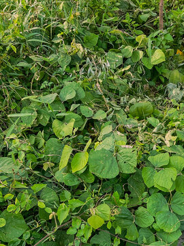 leaves in the garden