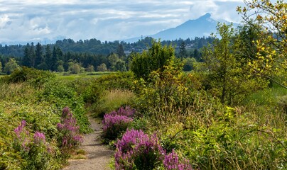 Hiking path on Spencer Island, Snohomish County, Washington