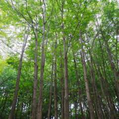 가을숲