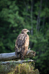 Juvenile bald eagle perched on a log with trees in the background, Khutze River, Khutze Inlet, British Columbia, Canada