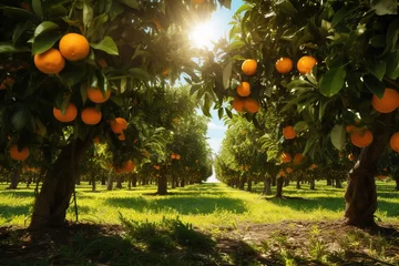 Gordijnen orange garden with lots of orange fruit growing on the trees © Intelligence Studio