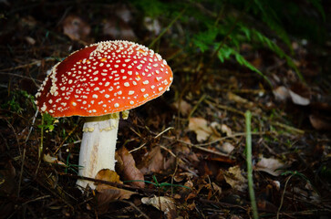 Muchomor  © Pawel Filusz