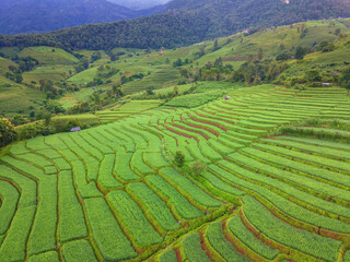Deep green Terraced Rice Field in Chiangmai, Thailand, Pa Pong Piang rice terraces, green rice paddy fields during rain season