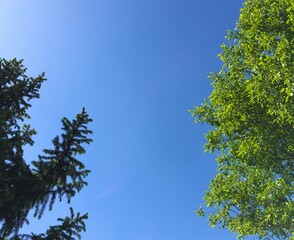 Trees and sky