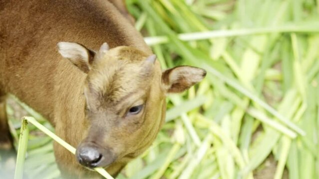 Small anoa water buffalo child eating and grazing, munches on tall grass reed