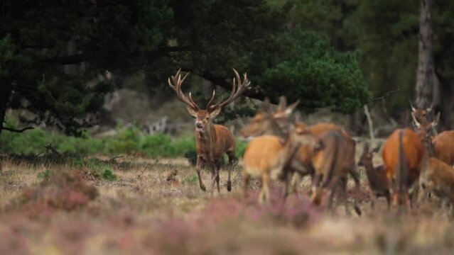 Red deer stag with big antlers corralling harem of hinds, rutting season, Veluwe