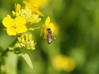 春の風景　菜の花と蜜蜂